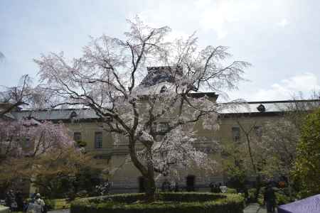 春空に咲くしだれ桜