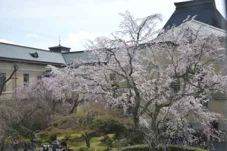 中庭に咲くしだれ桜