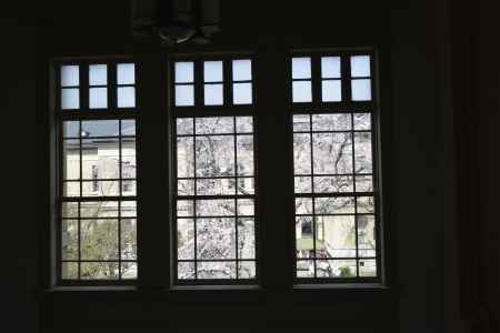 窓越しの桜景色