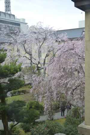 中庭の桜の競演