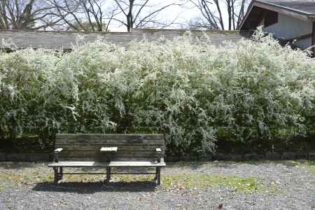 京都御苑のユキヤナギ
