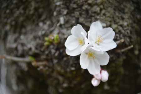 幹に力強く咲く