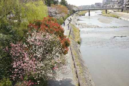 春の鴨川