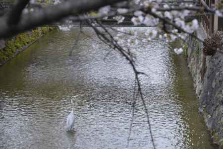 桜と鷺の競演
