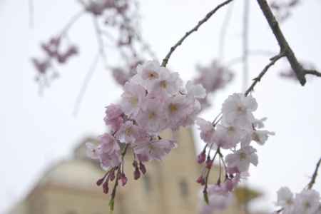 ソメイヨシノ開花