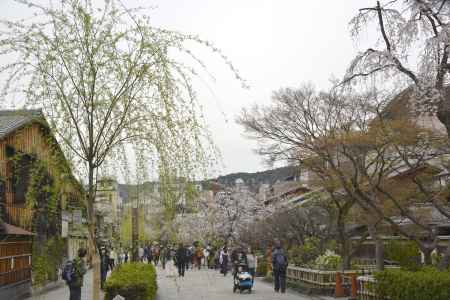 春の祇園白川
