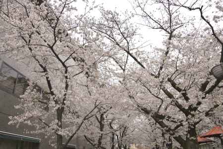 大和大路白川の桜