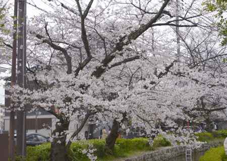木屋町　高瀬川に咲く桜