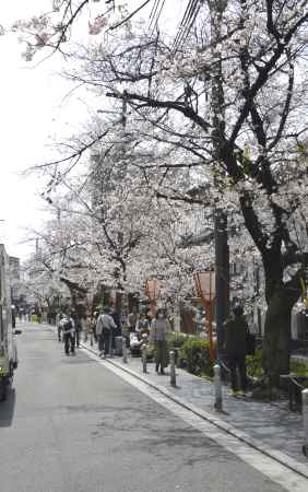木屋町　桜道