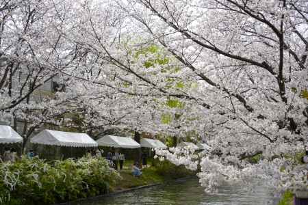 桜色に包まれて
