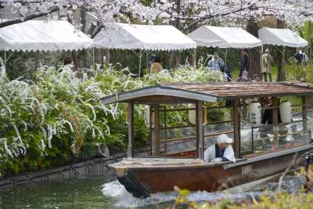 春の伏見十石舟
