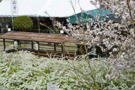 雪柳と桜あふれる舟乗り場