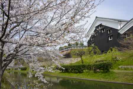 酒蔵と桜