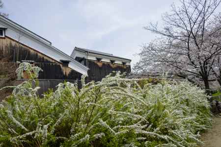 酒蔵とユキヤナギ