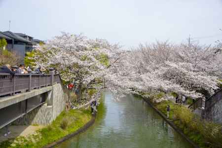 伏見であい橋の桜