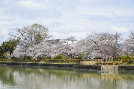 桜の八条ヶ池