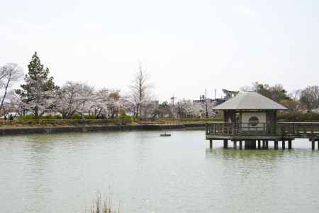桜に包まれる八条ヶ池