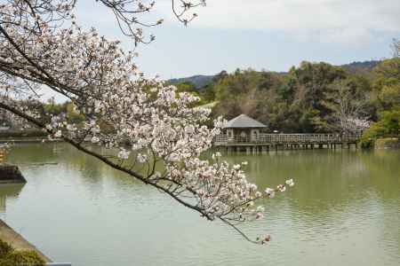 池にしな垂れる桜