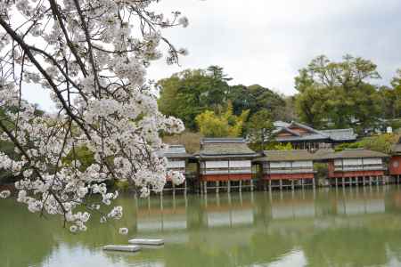 桜と錦水亭