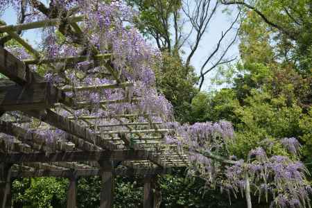 鳥羽のナガフジ