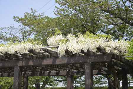 鳥羽のシロバナフジ