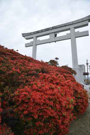 鳥居と霧島つつじ