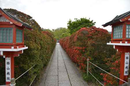 霧島つつじの参道