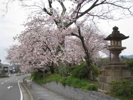 灯篭と桜