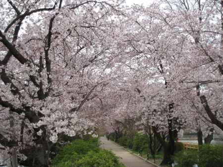 両手に桜