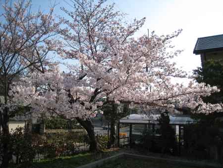 長岡天満宮の桜