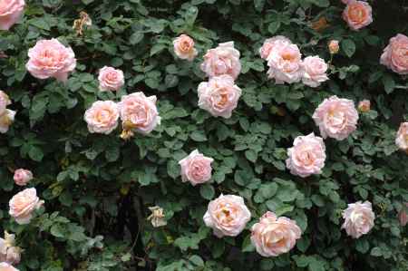 うすく淡いバラの花