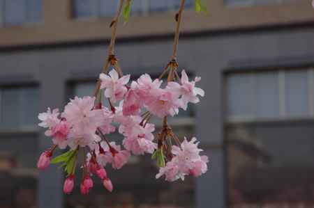 枝垂れ桜の花