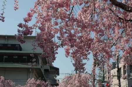 下から見上げる枝垂れ桜