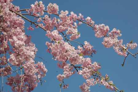 青空と桜