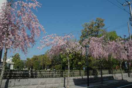 御所の近くの枝垂れ桜
