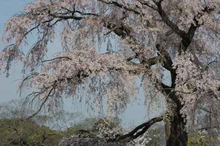 枝垂れ桜のある公園