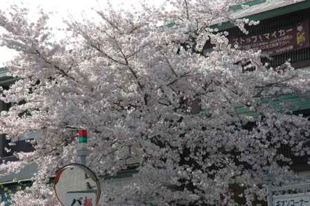 歌舞練場の桜
