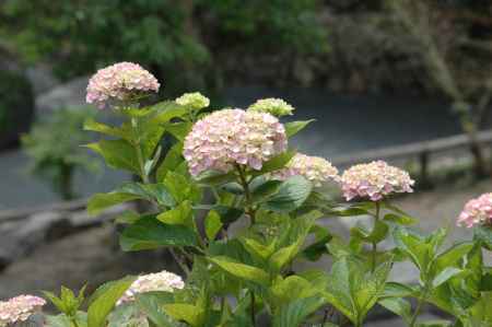 柳谷観音 うすピンクの紫陽花