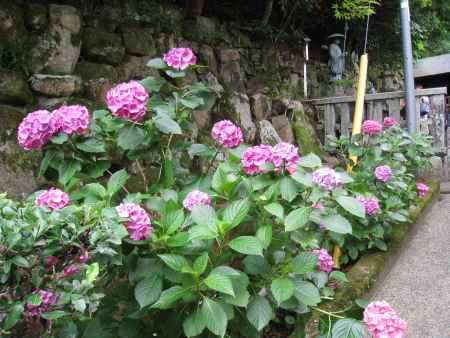 柳谷観音 あじさいまつり