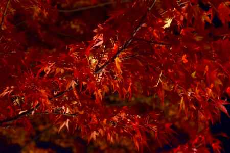 夜の紅葉