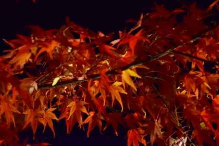 平等院鳳凰堂のもみじ