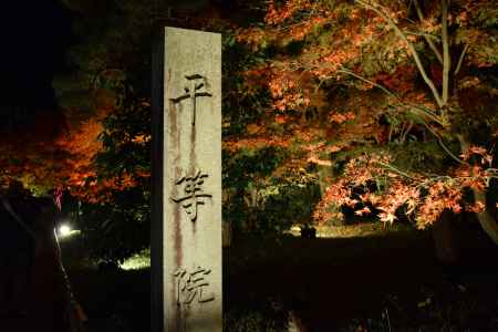 平等院のもみじ4