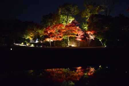 平等院のもみじ