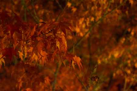 平等院のもみじ3