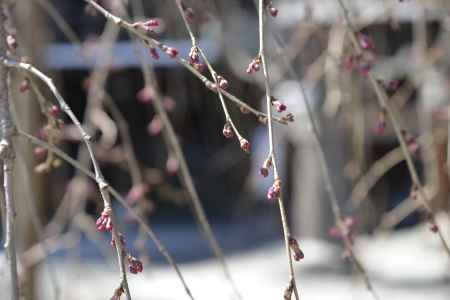 佛光寺　2018枝垂れ桜の蕾2