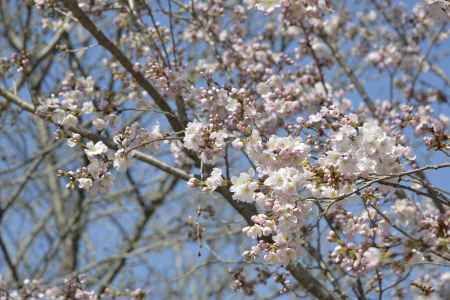 京都府立植物園 2018桜10