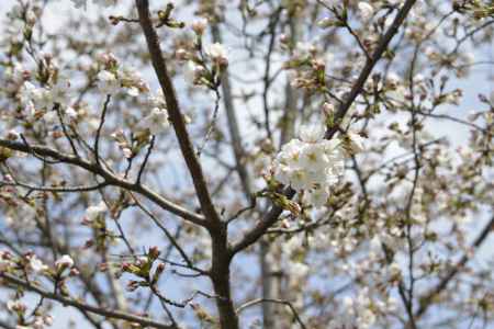 高瀬川　桜3