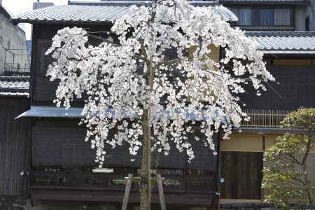 祇園白川　桜9