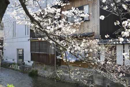 祇園白川　桜11