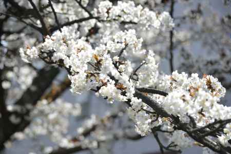 祇園白川　桜12